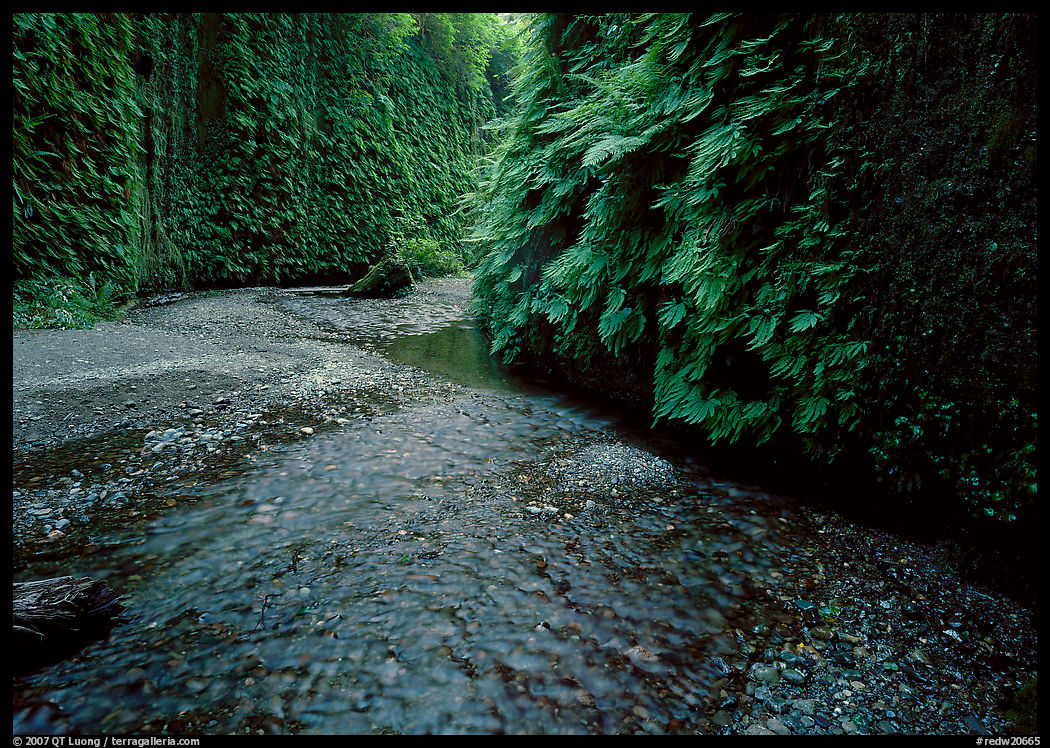 Narrow Fern Canyon with stream and walls covered with ferms,. Redwood National Park, California, USA.