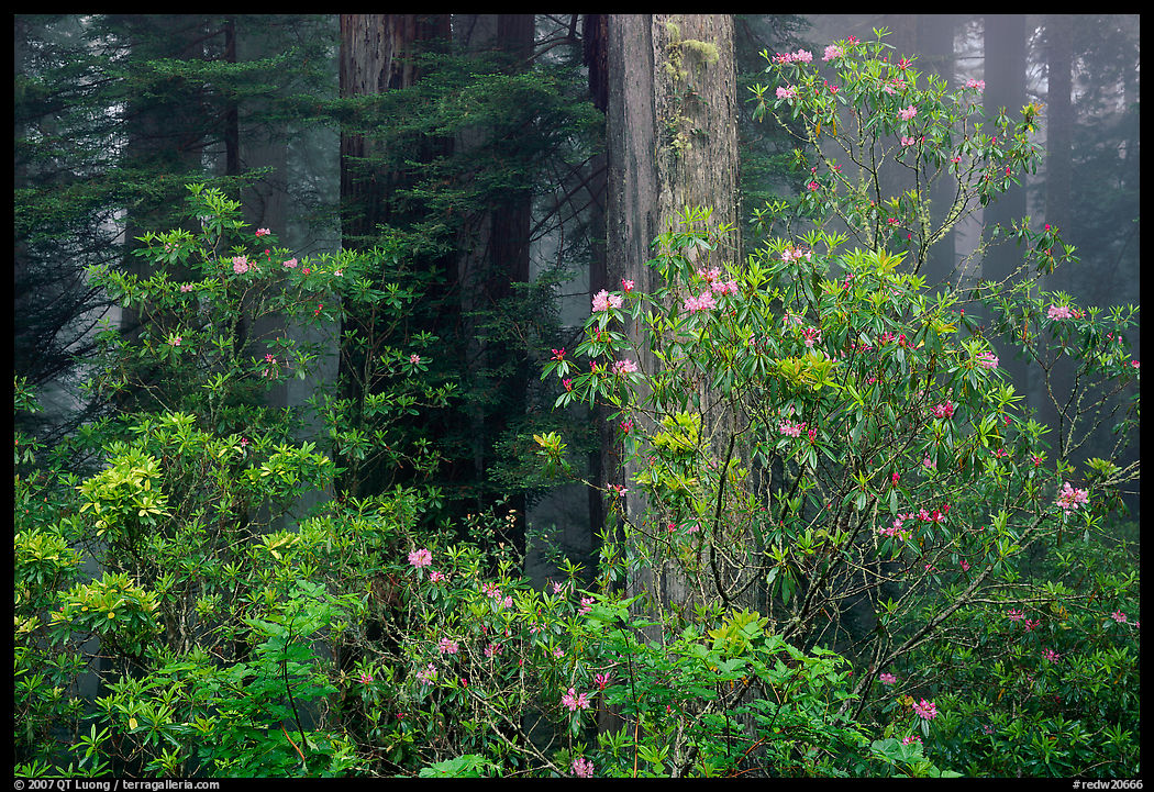 Rhododendrons in coastal redwood forest with fog. Redwood National Park, California, USA.