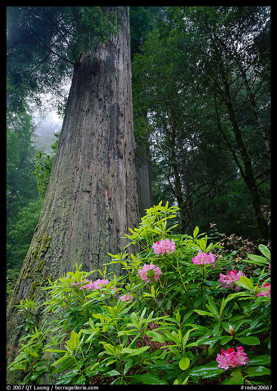 Rhododendron flowers at  base of large redwood tree. Redwood National Park, California, USA.