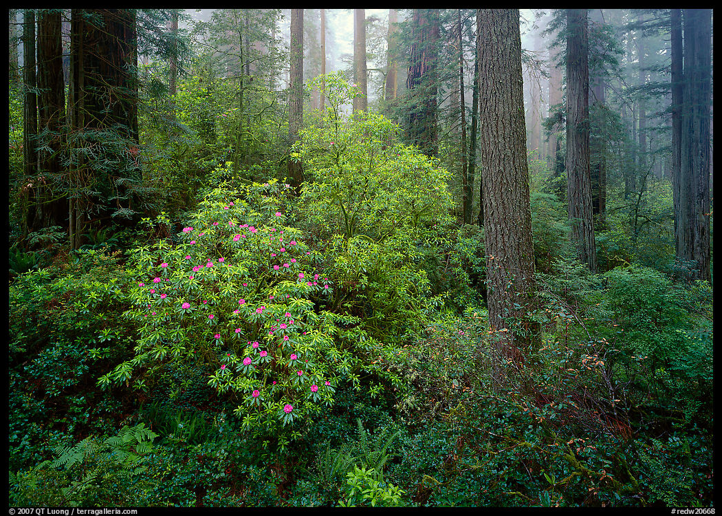 Rododendrons in bloom in redwood grove, Del Norte. Redwood National Park, California, USA.