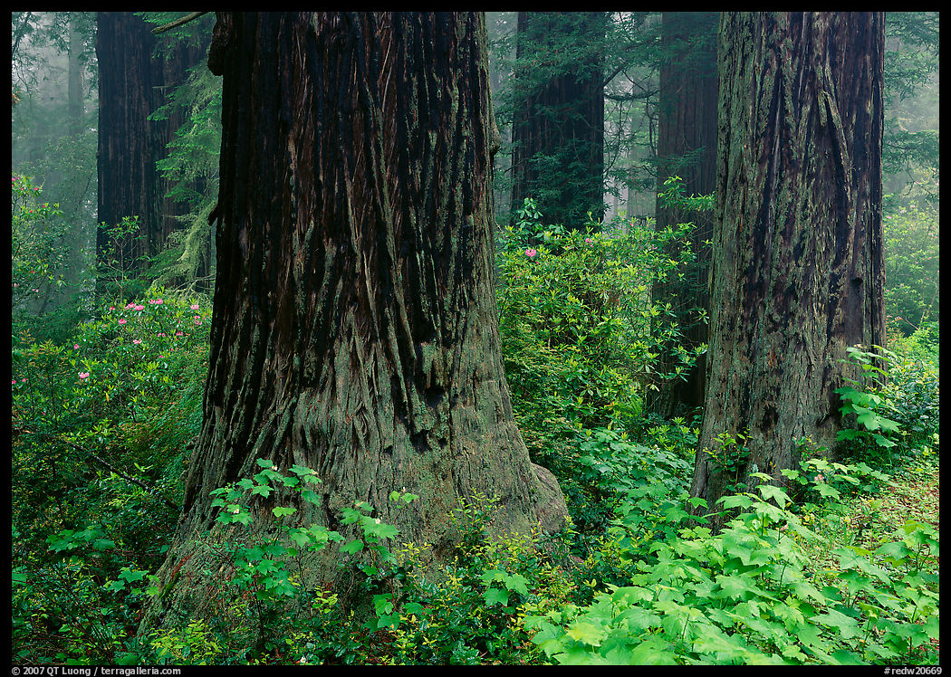 Redwood (scientific name: sequoia sempervirens) trunks in fog. Redwood National Park, California, USA.