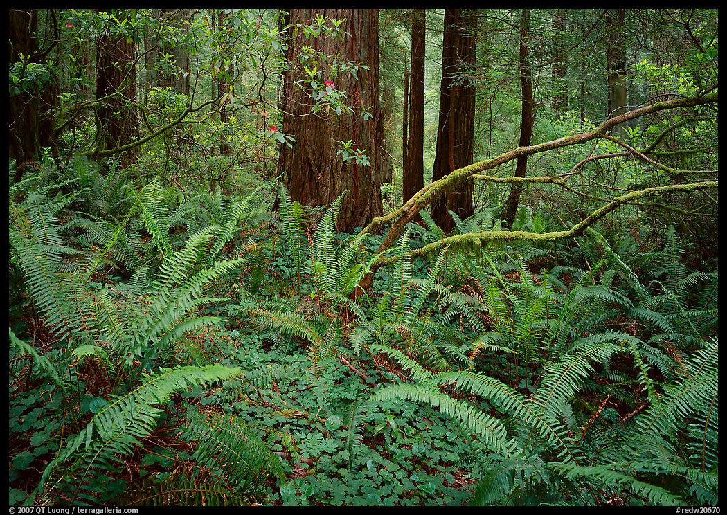 Ferms and trees in  spring, Del Norte. Redwood National Park, California, USA.