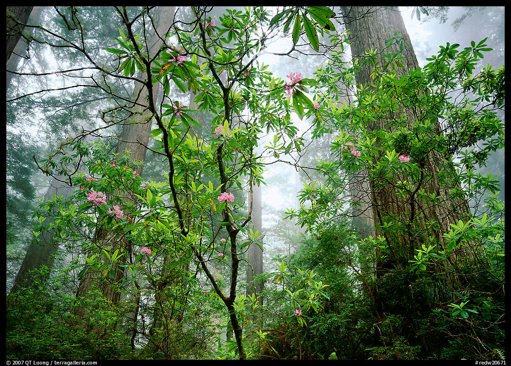 Looking up forest with fog and rododendrons. Redwood National Park