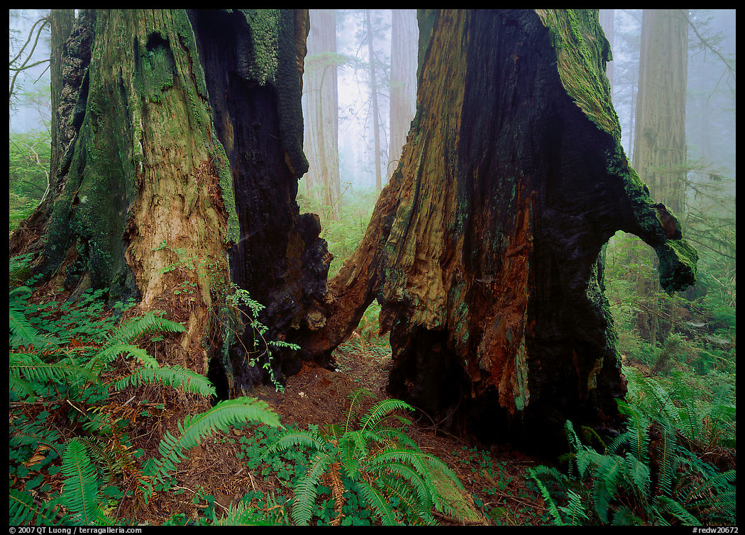 Hollowed redwood in fog, Del Norte. Redwood National Park, California, USA.