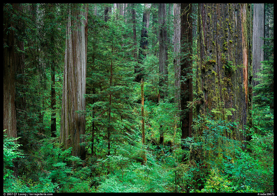 Old-growth redwood forest, Howland Hill. Redwood National Park, California, USA.