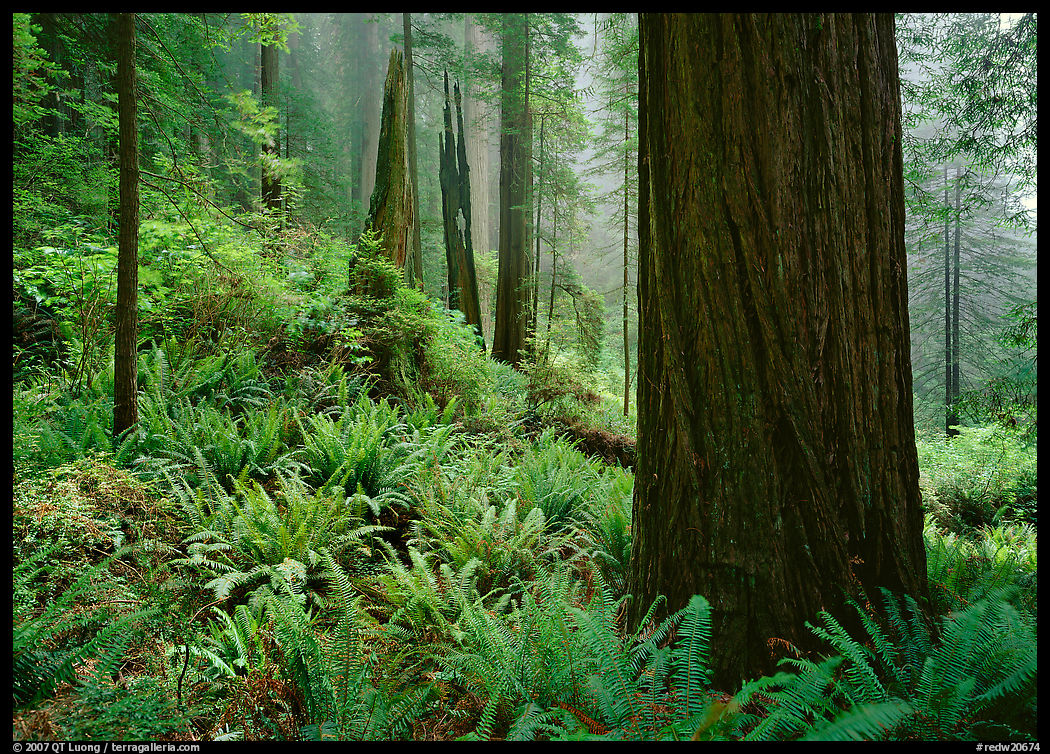Ferns and trunks, foggy forest, Del Norte. Redwood National Park