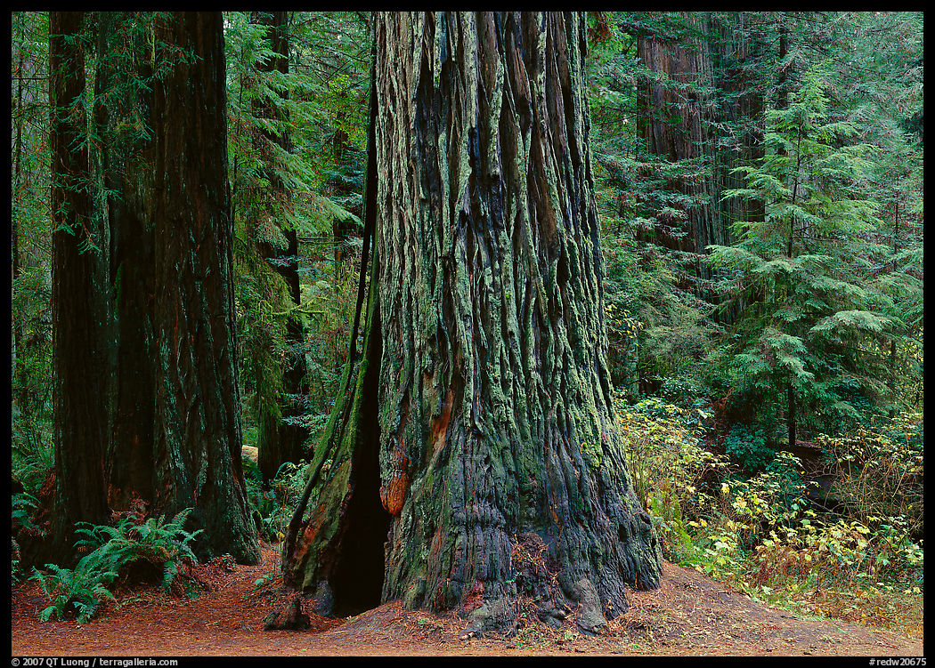 Base of redwood trees, Prairie Creek. Redwood National Park