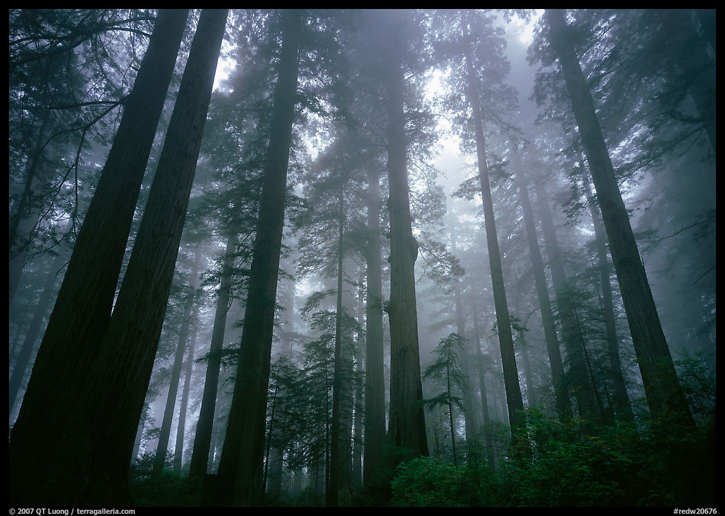 Tall coast redwood trees (Sequoia sempervirens) in fog, Lady Bird Johnson grove. Redwood National Park, California, USA.