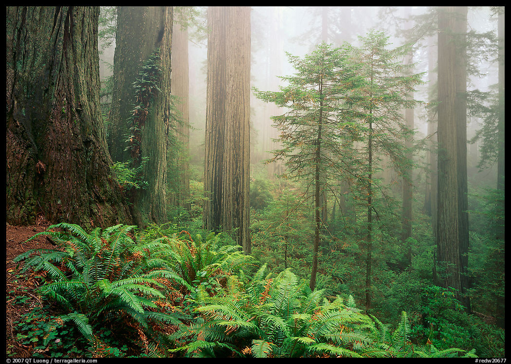 Ferns, coast redwoods, and fog, Del Norte. Redwood National Park, California, USA.