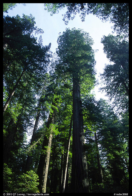 Towering redwoods, Lady Bird Johnson grove. Redwood National Park, California, USA.