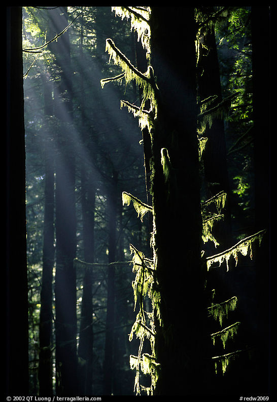 Moss and backlighted branches. Redwood National Park, California, USA.