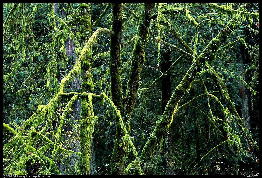 Alder and mosses. Redwood National Park