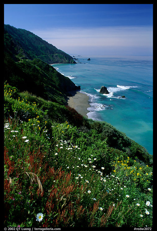 Wildflowers and Enderts Beach. Redwood National Park, California, USA.
