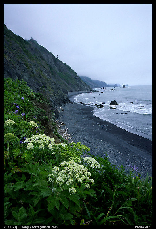 Wildflowers and beach with black sand in foggy weather. Redwood National Park, California, USA.