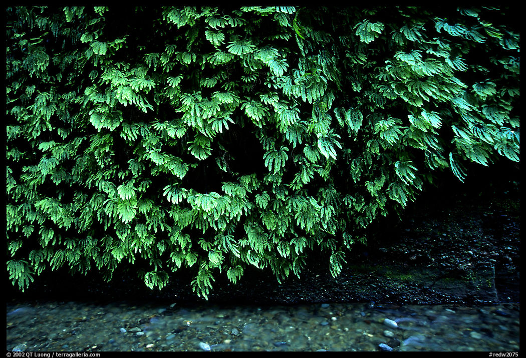 Fern-covered wall, Fern Canyon. Redwood National Park, California, USA.