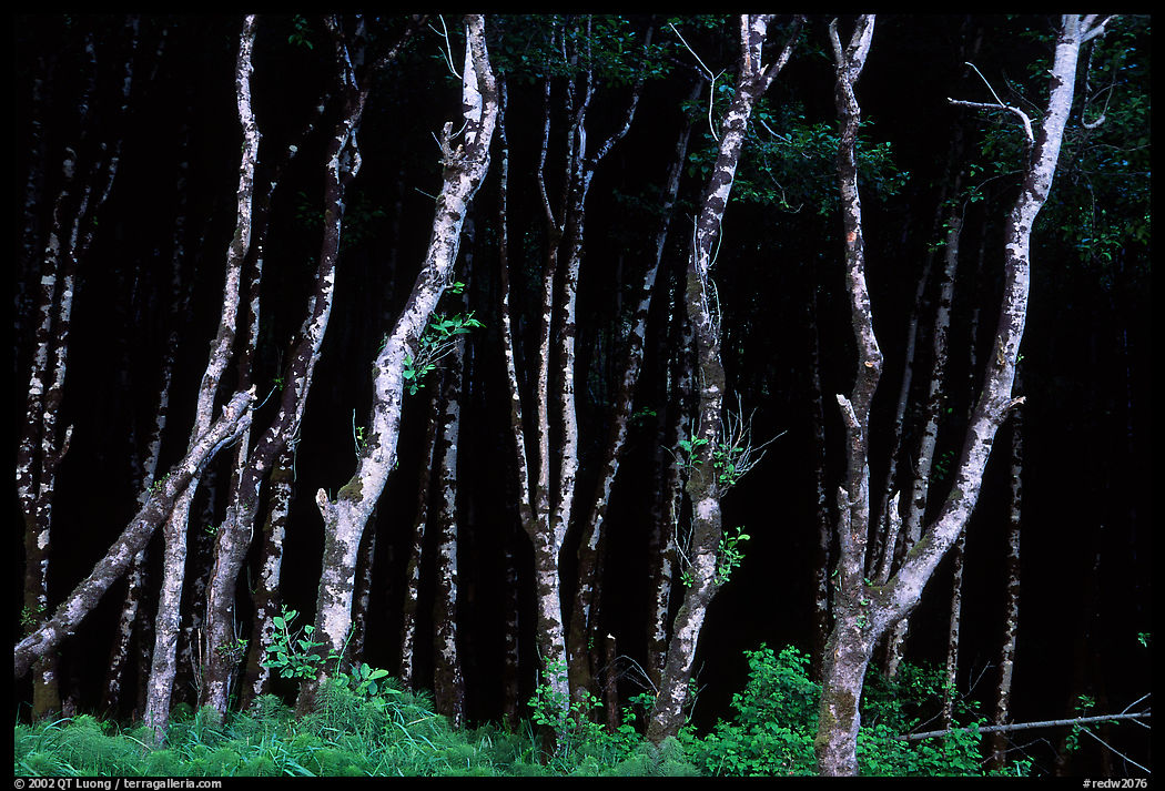 Light Trees near Fern Canyon. Redwood National Park
