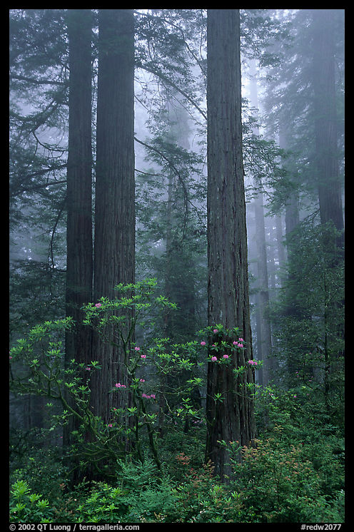 Redwood and rododendron trees in fog, Del Norte. Redwood National Park, California, USA.