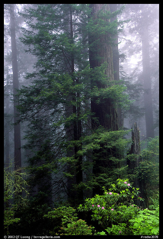 Large redwood trees in fog, with rododendrons at  base, Del Norte. Redwood National Park, California, USA.