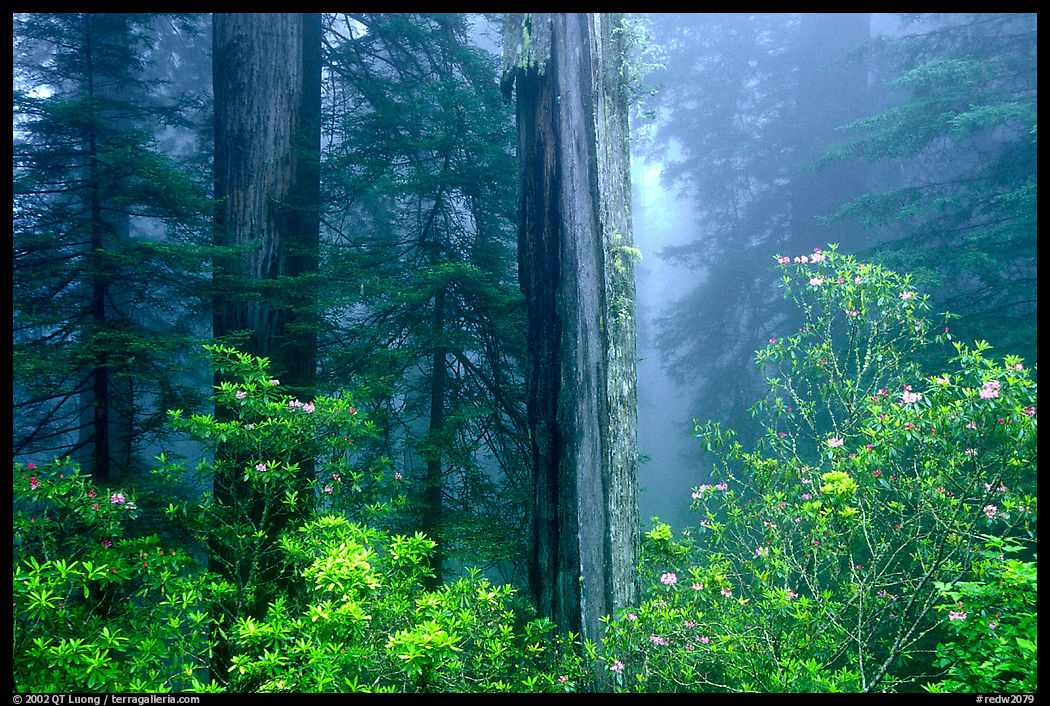 Rododendrons and redwood grove in fog, Del Norte. Redwood National Park, California, USA.