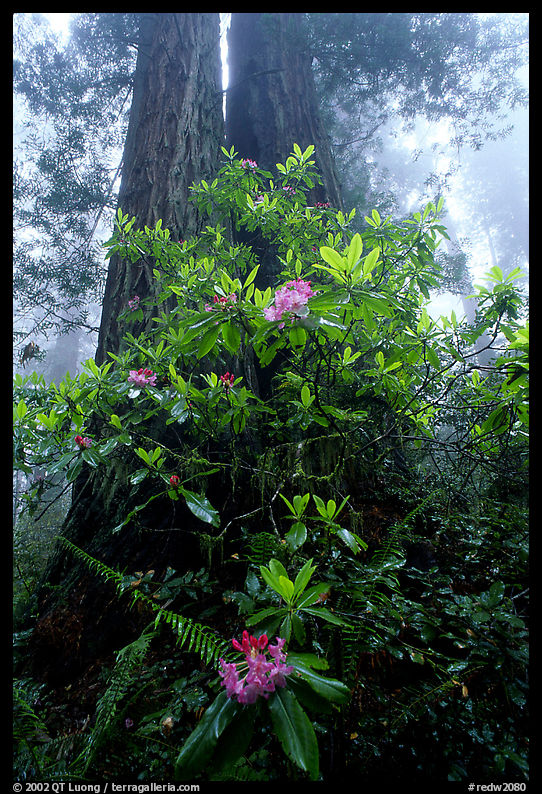 Rododendrons at  base of twin redwood trees, Del Norte. Redwood National Park, California, USA.