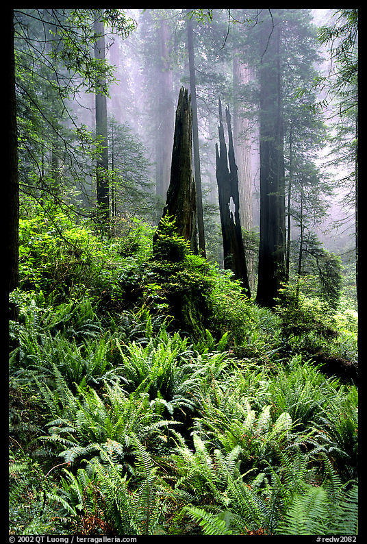 Ferns, burned redwood trees, and fog, Del Norte. Redwood National Park, California, USA.