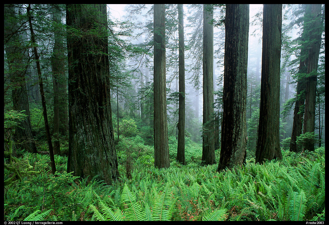 Ferns, redwood forest, and fog, Del Norte. Redwood National Park, California, USA.