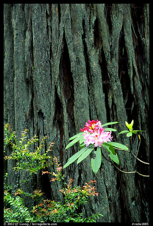Rhodoendron flower and redwood trunk close-up. Redwood National Park, California, USA.