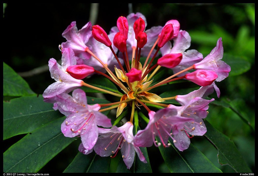 Rhodoendron flower close-up. Redwood National Park, California, USA.