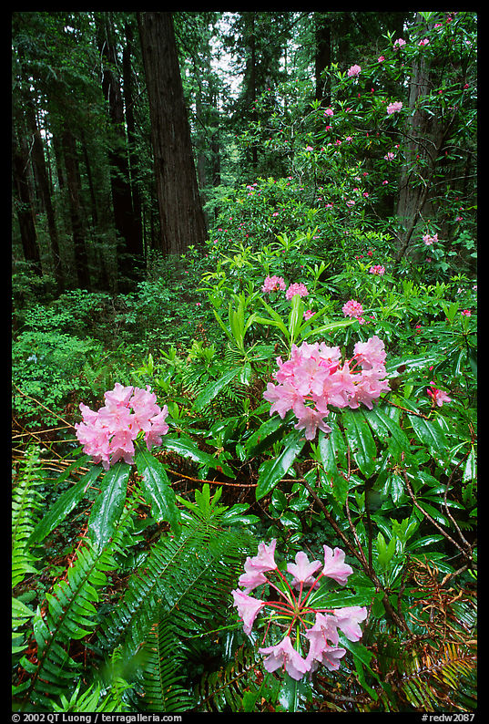 Rhodoendron flowers after  rain, Del Norte. Redwood National Park, California, USA.