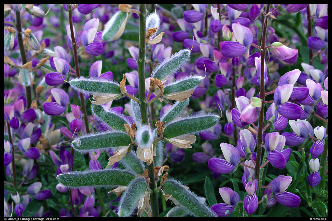 Lupine close-up. Redwood National Park, California, USA.