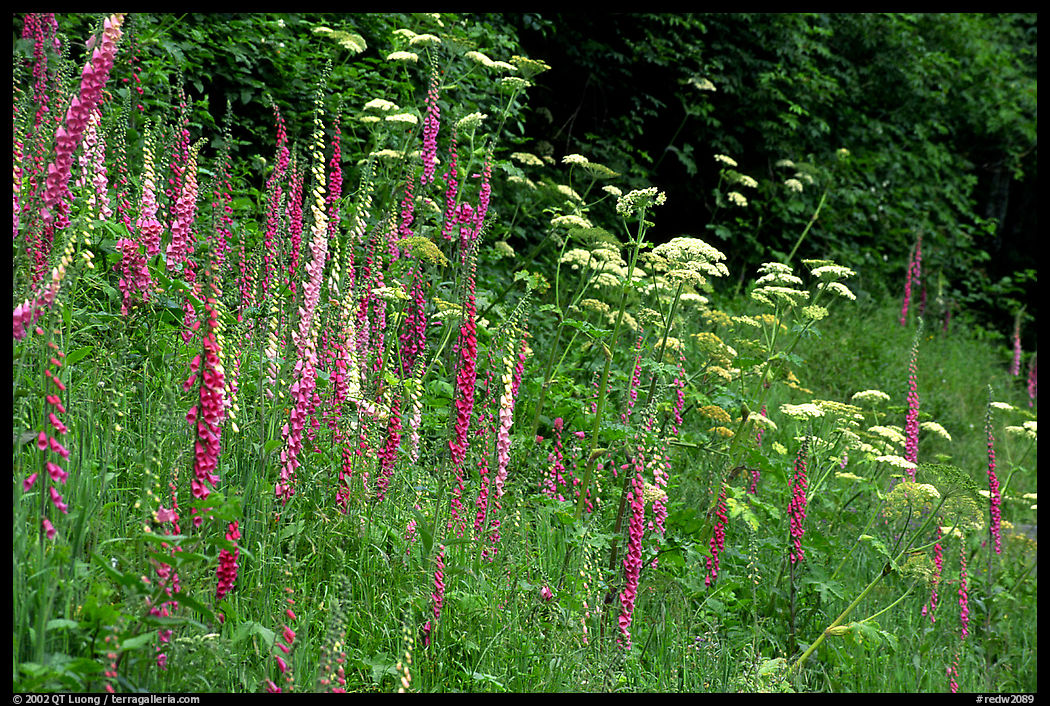 Pink and white wildflowers in meadow. Redwood National Park, California, USA.