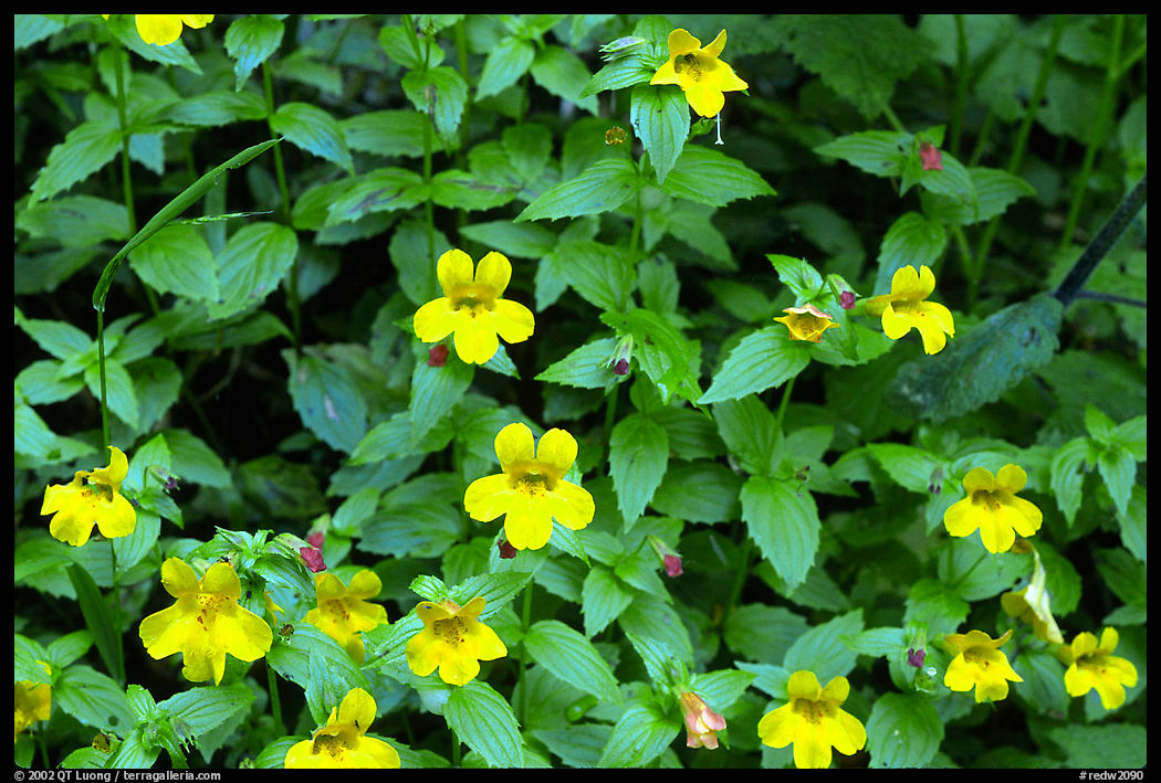 Close-up of yellow wildflowers. Redwood National Park, California, USA.