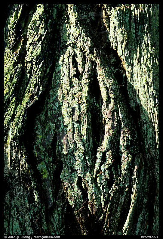 Redwood bark close-up. Redwood National Park, California, USA.
