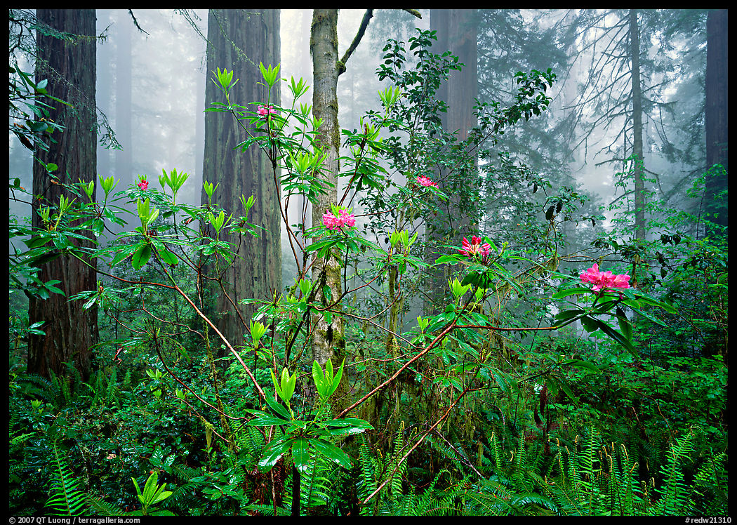 Rododendrons, redwoods, and fog, Lady Bird Johnson Grove. Redwood National Park, California, USA.