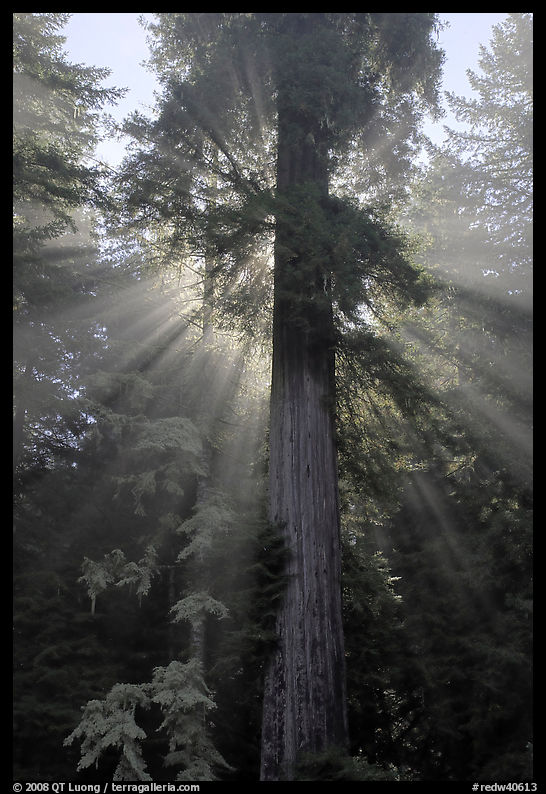 Redwood tree and sun rays in fog. Redwood National Park, California, USA.