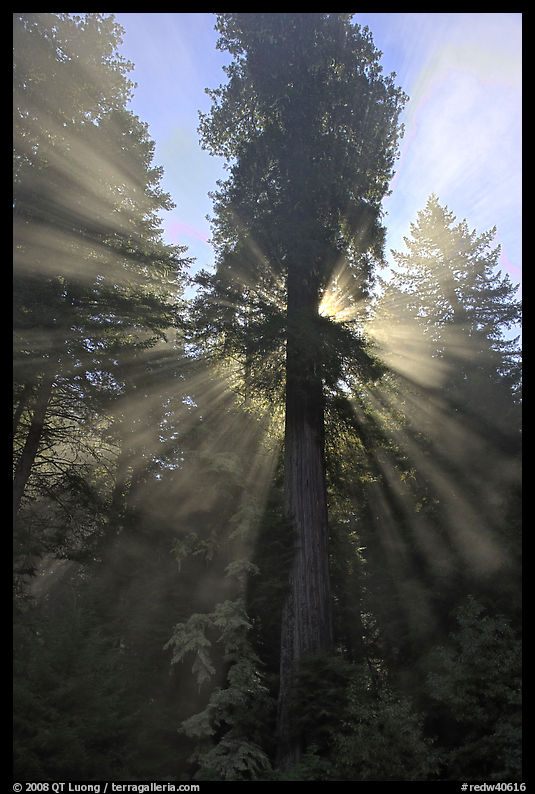 Sunrays in fog. Redwood National Park, California, USA.