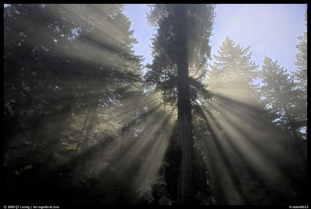 God's rays in redwood forest. Redwood National Park, California, USA.