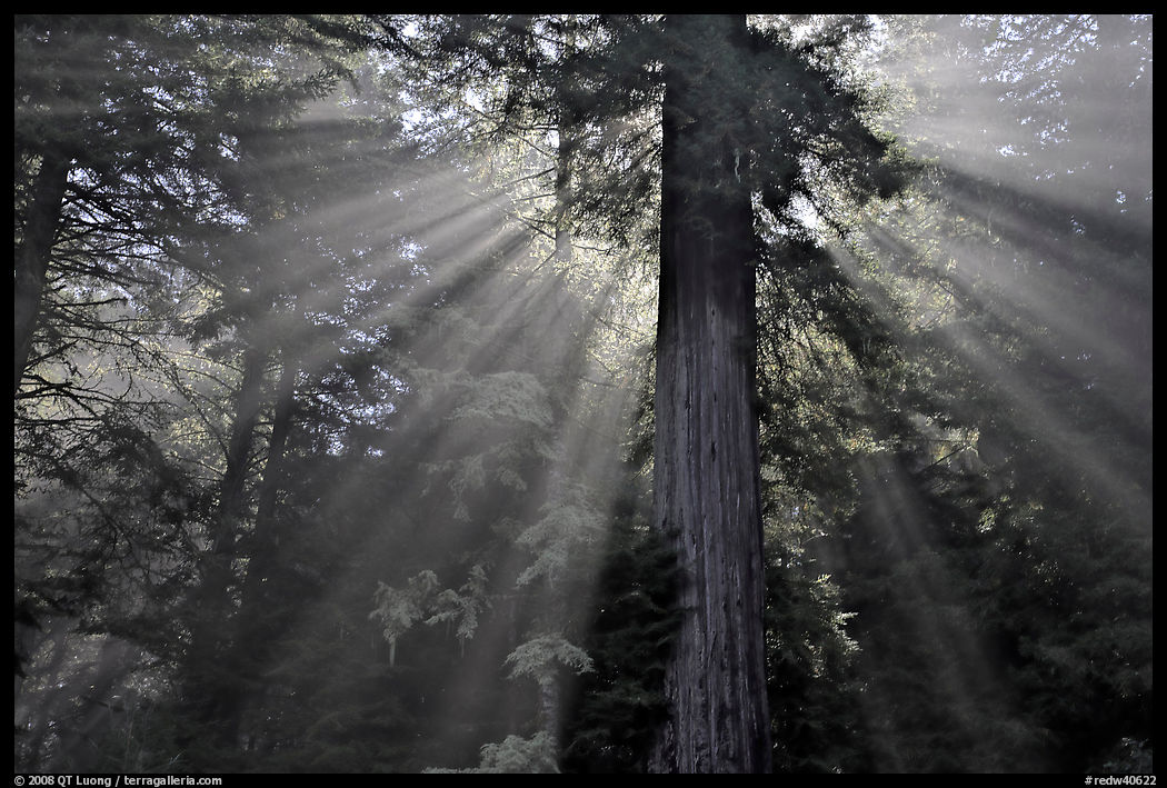Sun rays diffused by fog in redwood forest. Redwood National Park, California, USA.