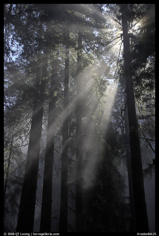 Redwood forest and sun rays. Redwood National Park, California, USA.