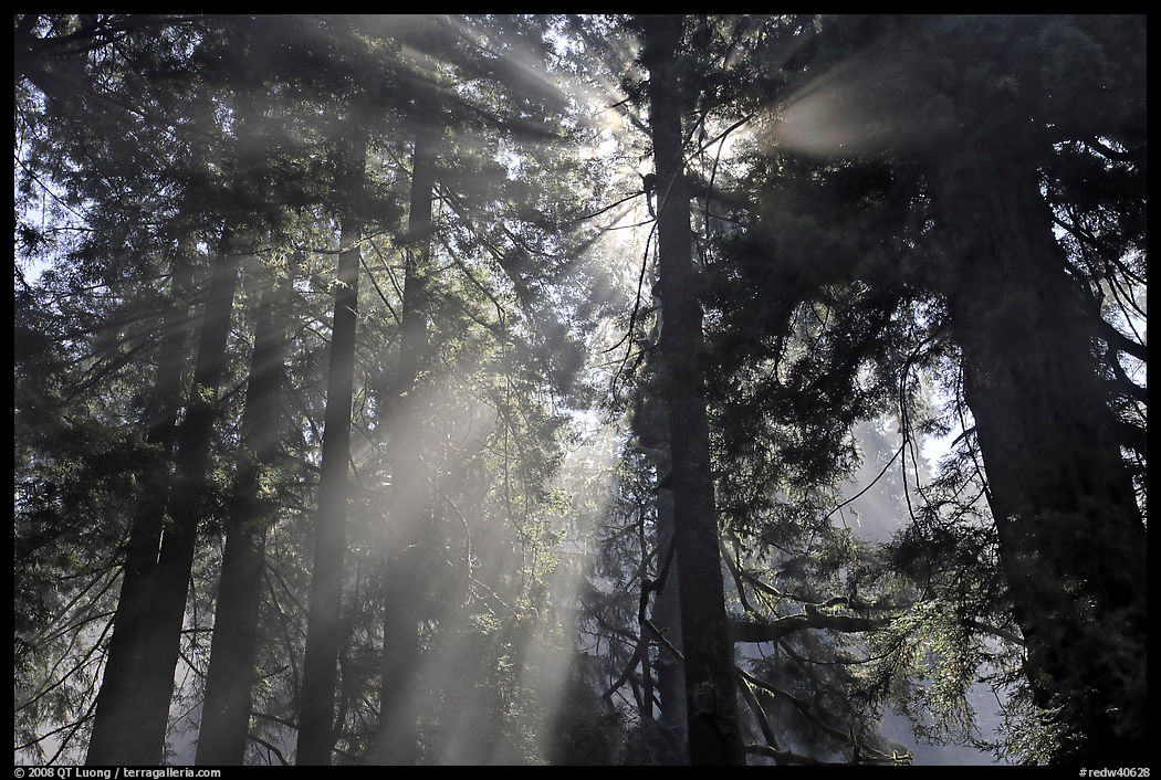 Tall redwood trees and backlit sun rays. Redwood National Park, California, USA.