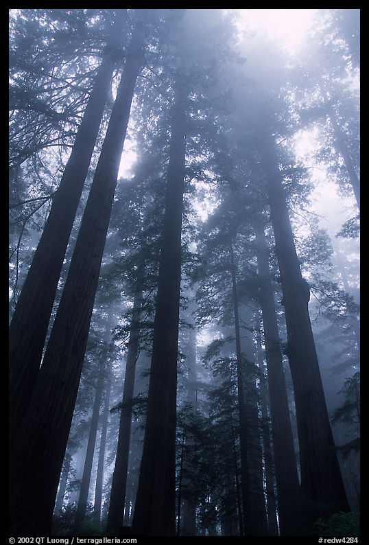 Tall redwood trees in fog, Lady Bird Johnson grove. Redwood National Park, California, USA.
