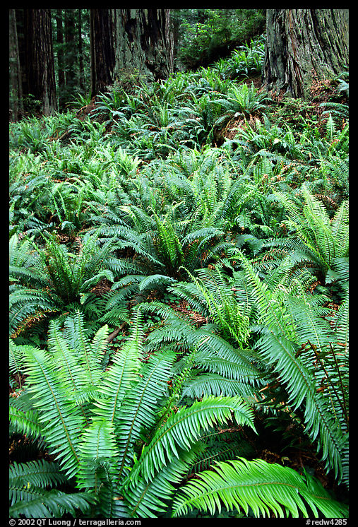Pacific sword ferns and redwood trees, Prairie Creek. Redwood National Park, California, USA.