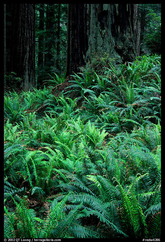 Dense pacific sword ferns and redwoods, Prairie Creek. Redwood National Park, California, USA.