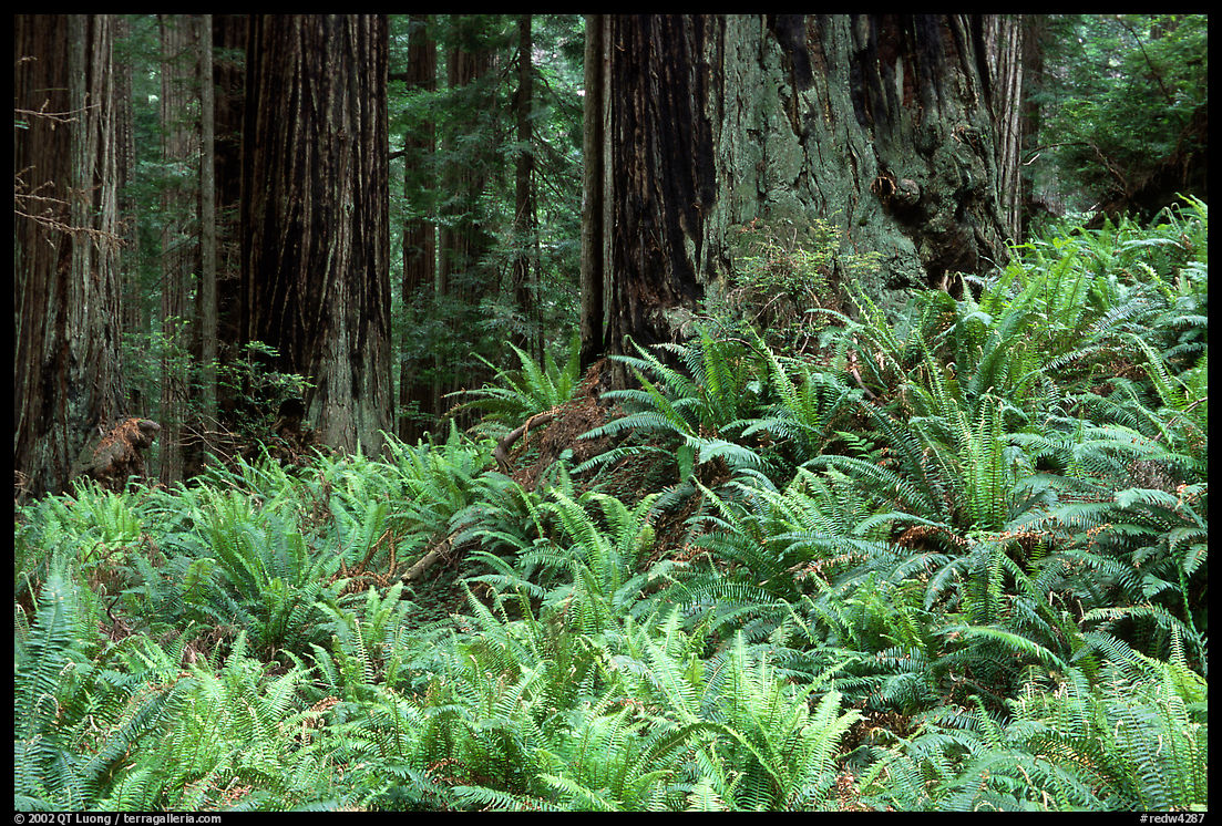 Pacific sword ferns in redwood forest, Prairie Creek. Redwood National Park, California, USA.