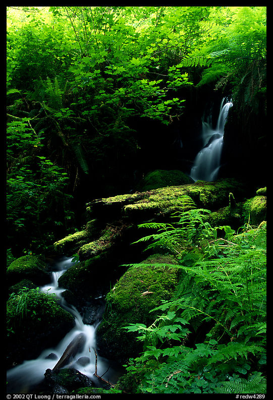 Waterfall, Prairie Creek. Redwood National Park, California, USA.