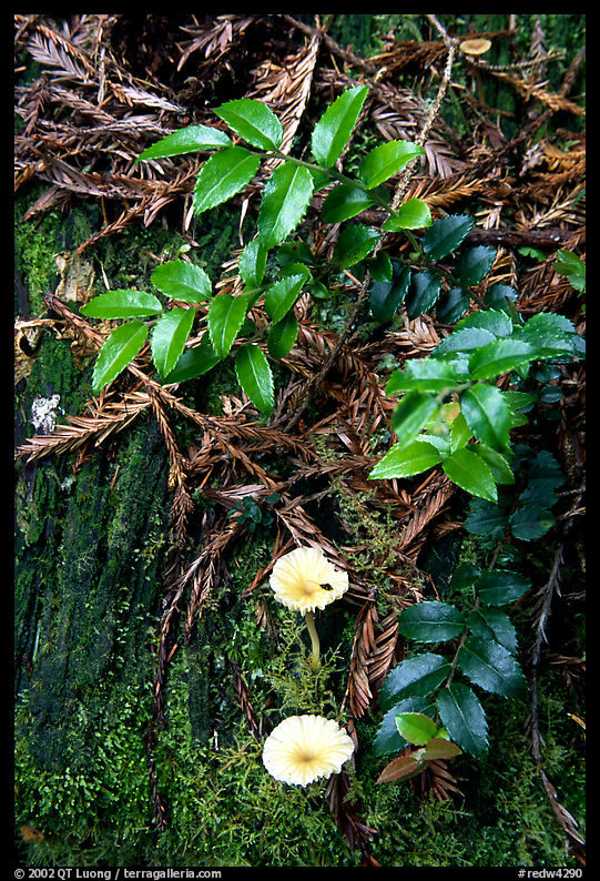 Forest floor detail, Prairie Creek. Redwood National Park, California, USA.