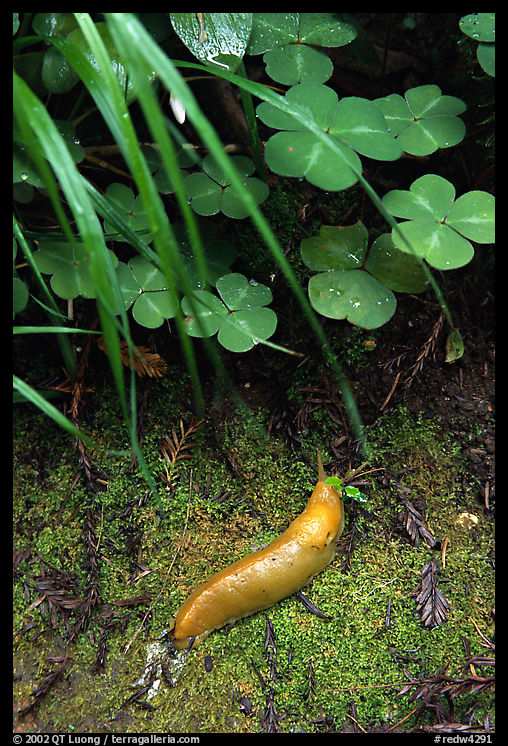 Banana Slug, Prairie Creek. Redwood National Park, California, USA.