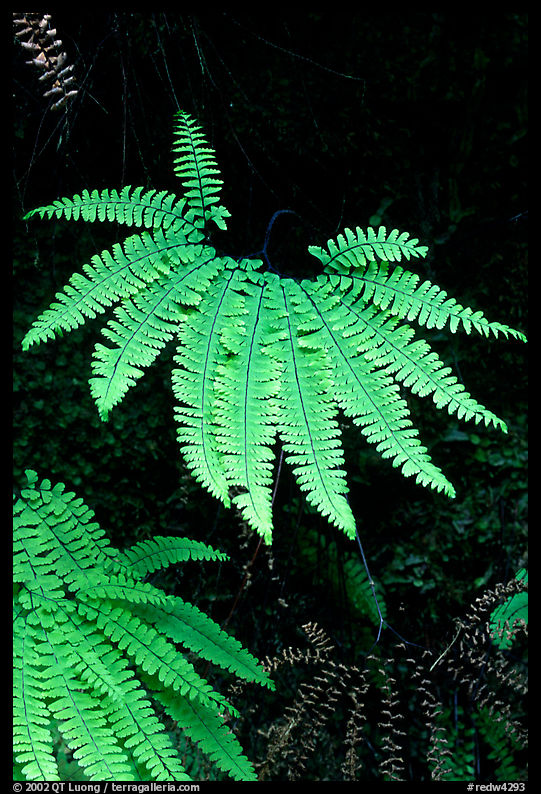 Ferns, Fern Canyon. Redwood National Park, California, USA.
