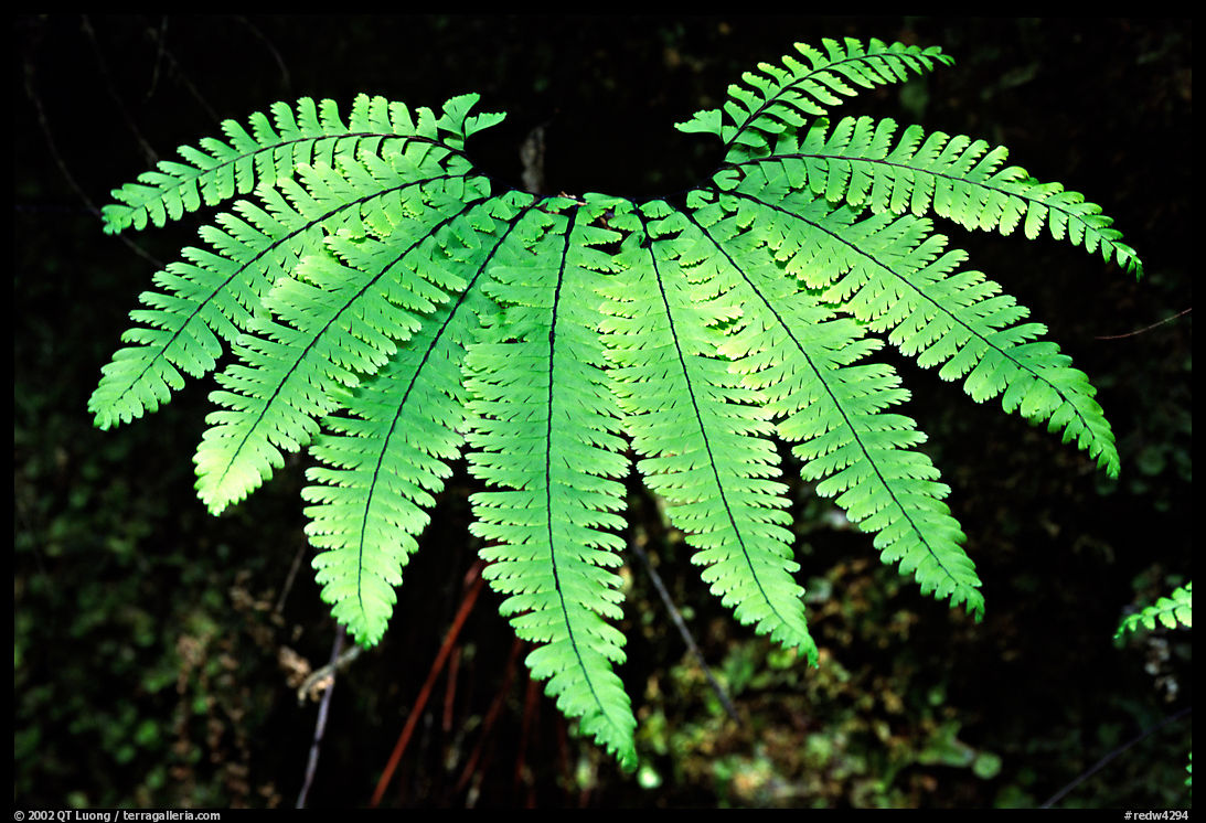 Single fern, Fern Canyon. Redwood National Park, California, USA.