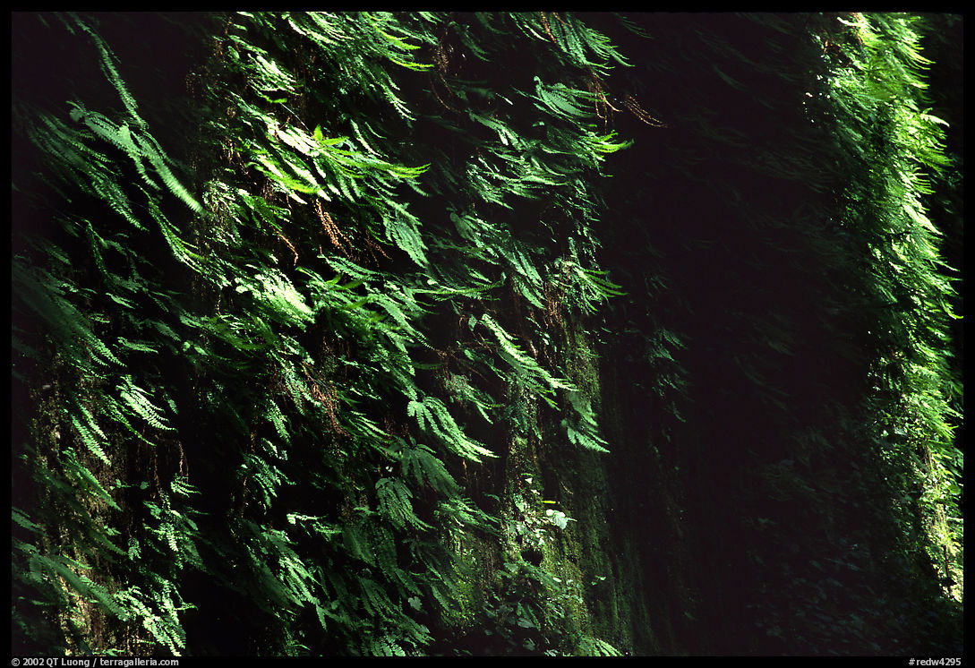 Vertical wall entirely covered with ferns, Fern Canyon. Redwood National Park, California, USA.